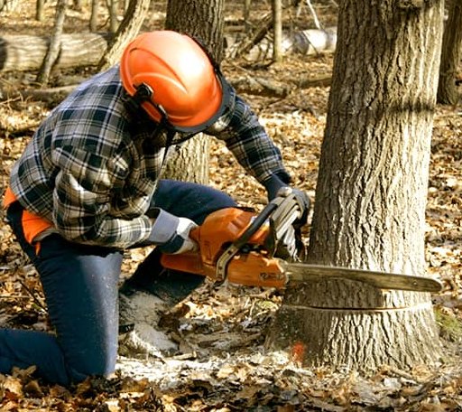 Tree Removal in Golden, MS